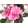 Botanic-Haus Kunstblume BOTANIC-HAUS "Geranienbusch", pink, B:22cm H:37cm T:22cm Ø:22cm, Kunststoff, Kunstpflanzen