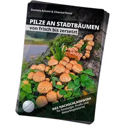 Bestimmungsfächer – Pilze an Stadtbäumen