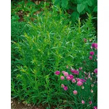 PlantaPro Artemisia dracunculus 'French Tarragon' 9x9 cm Topf – Mehrjährig, Pflegeleicht – Estragon – Küchenkraut für Balkon & Kräutergarten