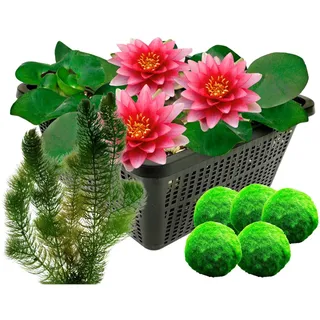 vdvelde.com - Rote Seerose - Nymphaea Attraction + Sauerstoffpflanzen gegen Algen - Kombi-Set - Seerose und Sauerstoffpflanzen - Platzierung: -1 bis -40 cm