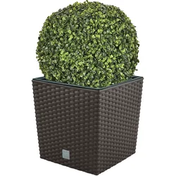WellHome - Pack Topf 32L mit Buchskugel 36 cm in Schokolade