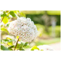 Pflanzen Für Dich Viburnum carlcephalum, Duftschneeball, weiß, 40–60 cm