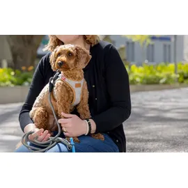 Curli Clasp Vest Harness Light Gray M