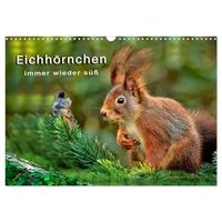 Calvendo Eichhörnchen - immer wieder süß (Wandkalender 2026 DIN