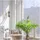 Maytoni Antic (MOD302WL-01GR) grau
