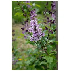 Syringa josikaea, Ungarischer Flieder, lila, 60–100 cm