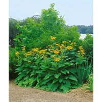 Pflanzen Für Dich Inula magnifica, Pracht-Alant, gelb, ca. 9x9