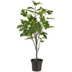 IB Laursen Künstlicher Feigenbaum in Topf, 80 cm, Ø 35 cm