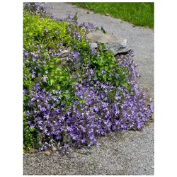 Campanula poscharskyana 'Templiner Teppich', Polster-Glockenblume, ca. 9x9 cm Topf