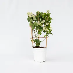 Plant in a Box - Bougainville - Bougainvillea 'Dania' - Höhe 50-60cm - Topf 17cm