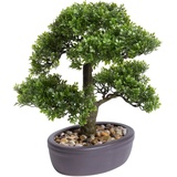 Botanic-Haus Kunstbonsai »Ficus Bonsai grün