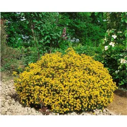Genista hispanica, Spanischer Ginster, gelb, 20–30 cm