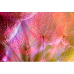 Fototapete PAPERMOON "PUSTEBLUME-LÖWENZAHN ABSTRAKT TEXTUR MUSTER FARBIG DEKO", bunt, B:3,50m L:2,60m, Vlies, Tapeten
