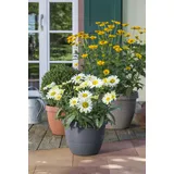 Scheurich Country Star 30, cm Durchmesser, 22.4 cm hoch, 12 l