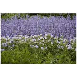 Salvia nemorosa 'Tänzerin', Steppensalbei, violett, ca. 9x9 cm Topf