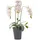 Homescapes Kunstblume, Orchidee weiß-pink im Deko-Topf, 56 cm,