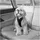 Kurgo Tru-Fit Smart Hundegeschirr Schwarz M