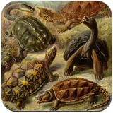 Untersetzer aus Kork – Schildkrötenbrett mit Gravur alte Biologie – 1 Stück (95 x 95 mm)