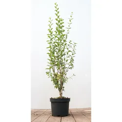 Ligustrum vulgare 'Atrovirens', Gewöhnlicher Liguster, immergrün, 60–100 cm