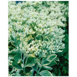 Sedum telephium 'Frosty Morn', Fetthenne, grün-weiß, ca. 9x9 cm Topf