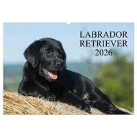 Calvendo Labrador Retriever 2026 (Wandkalender 2026 DIN A2 quer),