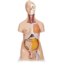 Luxus Torso Modell, mit weiblichen & männlichen Geschlechtsorganen, 20-teiligtei...