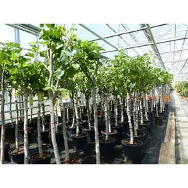 grünwaren Feigenbaum 150-180 cm Obstbaum winterhart kräftiger Stamm, Ficus Carica, Feige, Obst