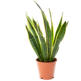 AIRY Bogenhanf (Sansevieria Trifasciata) • Luftreinigende Pflanze • Topf-Ø ca. 12cm, Höhe mit Topf ca. 35cm • Zimmerpflanze in gärtnerischer Qualität • Sicherer Pflanzenversand • Deutsche Gärtnerei