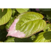 Pflanzen Für Dich Actinidia kolomikta, Kiwi, dekoratives Laub, 100–150