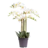 Kunstorchidee Orchidee Bora Orchidee, Botanic-Haus, Höhe 60 cm weiß