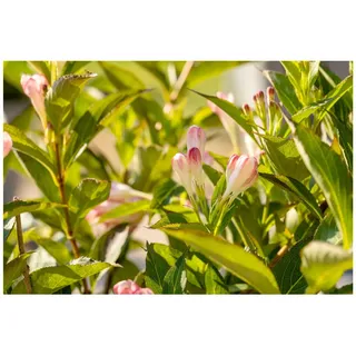 Pflanzen Für Dich Weigela 'All Summer Peach', Weigelie, pfirsichfarben, 30–40 cm