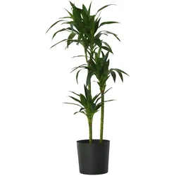 Plant in a Box Dracaena Fragrans Janet Craig Höhe 140-150cm