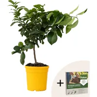 Plant in a Box - Zitronenbaum - Citrus limon