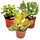 EXOTENHERZ Geldbaum-Set, 3 verschiedene Crassula-Arten im 5,5cm Topf