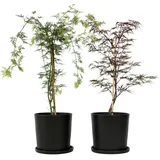 Plant in a Box Japanischer Ahorn - Acer Garnet&Emerald Lace' 2er Mischung Höhe 80-90cm