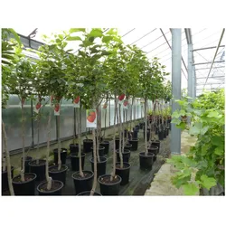 Kaki Baum 160-180 cm Sorte "Rojo Brilliante" Kakipflaume Pflanze