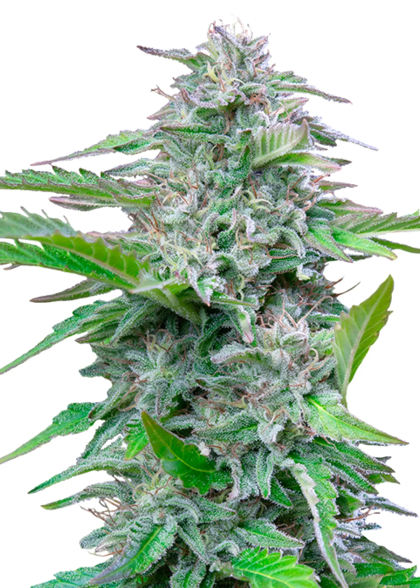 Royal Queen Seeds Critical 1 Samen