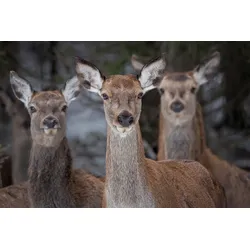 Fototapete PAPERMOON "Rehe im Wald", bunt, B:3,50m L:2,60m, Vlies, Tapeten