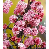 BALDUR Garten 1x Duft-Schneeball Dawn, Pflanze im 2 Liter-Topf, Viburnum bodnantense Winterschneeball, winterhart, mehrjährig, pflegeleicht, blühend, Vanille Duft, anspruchslose Pflanze