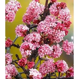 BALDUR Garten 1x Duft-Schneeball Dawn, Pflanze im 2 Liter-Topf, Viburnum bodnantense Winterschneeball, winterhart, mehrjährig, pflegeleicht, blühend, Vanille Duft, anspruchslose Pflanze