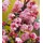 BALDUR Garten 1x Duft-Schneeball Dawn, Pflanze im 2 Liter-Topf, Viburnum bodnantense Winterschneeball, winterhart, mehrjährig, pflegeleicht, blühend, Vanille Duft, anspruchslose Pflanze