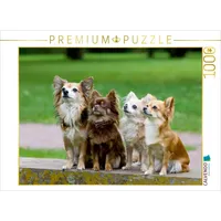 Calvendo Ein Motiv aus dem Kalender Chihuahuas - kleine