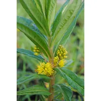 Pflanzen Für Dich Lysimachia thyrsiflora, Gilbweiderich, ca. 9x9 cm