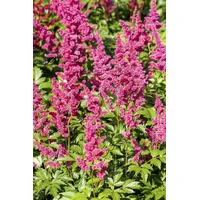 Pflanzen Für Dich Astilbe japonica 'Mainz', Prachtspiere, ca. 9x9