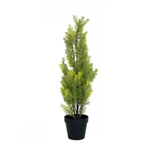 Europalms Zypresse, Leyland, 60cm