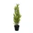 Europalms Zypresse, Leyland, 60cm