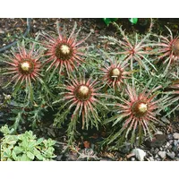 Pflanzen Für Dich Carlina acaulis ssp. simplex, Silberdistel, ca.