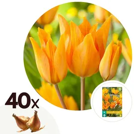 Plant in a Box - Tulpenzwiebeln - 40 Stk - Tulipa 'Prastants Shogun' - Blumenzwiebeln - Orange