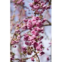 Pflanzen-für-dich.de Prunus serrulata 'Kiku-shidare-zakura' Hängende Kirsche, rosa 60–100 cm