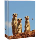 Banjado XXL Medizinschrank Abschliessbar 35x46x15cm Arzneischrank Weiß Aus Metall Mit Motiv Erdmännchenfamilie